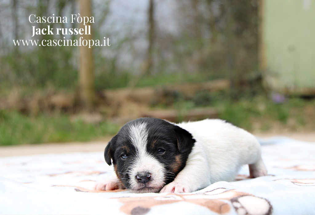 jack russell cucciolo pelo liscio